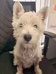 Albert