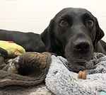 For rescue at Last Chance, Kent near Sussex, Surrey and London - ask for Dolly and Berry