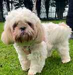 For rescue at Last Chance, Kent near Sussex, Surrey and London - ask for Lilly