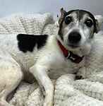 For rescue at Last Chance, Kent near Sussex, Surrey and London - ask for Tinks