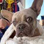 For rescue at Last Chance, Kent near Sussex, Surrey and London - ask for Ruby