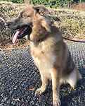 For rescue at Last Chance, Kent near Sussex, Surrey and London - ask for Zeus