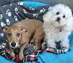 For rescue at Last Chance, Kent near Sussex, Surrey and London - ask for Lyla & Hope