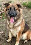 For rescue at Last Chance, Kent near Sussex, Surrey and London - ask for Zeus
