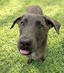 For rescue at Last Chance, Kent near Sussex, Surrey and London - ask for Koby