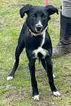 For rescue at Last Chance, Kent near Sussex, Surrey and London - ask for Bonnie