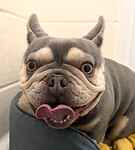 For rescue at Last Chance, Kent near Sussex, Surrey and London - ask for Chicken