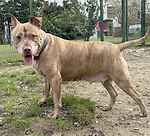 For rescue at Last Chance, Kent near Sussex, Surrey and London - ask for Peggy