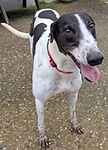 For rescue at Last Chance, Kent near Sussex, Surrey and London - ask for Jack