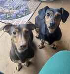 For rescue at Last Chance, Kent near Sussex, Surrey and London - ask for Trixie & Toffee