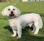 For rescue at Last Chance, Kent near Sussex, Surrey and London - ask for Max