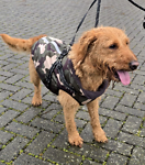 For rescue at Last Chance, Kent near Sussex, Surrey and London - ask for Otis