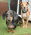 For rescue at Last Chance, Kent near Sussex, Surrey and London - ask for Sparky & Rex
