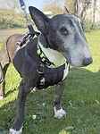 For rescue at Last Chance, Kent near Sussex, Surrey and London - ask for Sparky