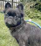 For rescue at Last Chance, Kent near Sussex, Surrey and London - ask for Coco