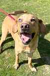 Buddy Boy, a 4 years old male Labrador available for adoption from Last Chance Animal Rescue in Kent