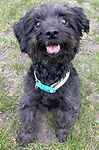 For rescue at Last Chance, Kent near Sussex, Surrey and London - ask for Melwood