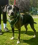 For rescue at Last Chance, Kent near Sussex, Surrey and London - ask for Gunner