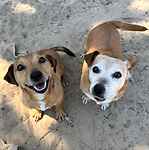 For rescue at Last Chance, Kent near Sussex, Surrey and London - ask for Red & Suggy
