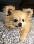 For rescue at Last Chance, Kent near Sussex, Surrey and London - ask for Cubby