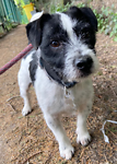 For rescue at Last Chance, Kent near Sussex, Surrey and London - ask for Loki