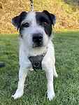 For rescue at Last Chance, Kent near Sussex, Surrey and London - ask for Billy