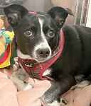 For rescue at Last Chance, Kent near Sussex, Surrey and London - ask for Skye