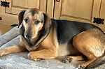For rescue at Last Chance, Kent near Sussex, Surrey and London - ask for Pickle
