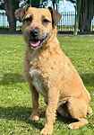 For rescue at Last Chance, Kent near Sussex, Surrey and London - ask for Molly
