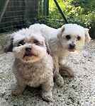 For rescue at Last Chance, Kent near Sussex, Surrey and London - ask for Ollie + Alfie