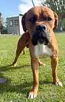 For rescue at Last Chance, Kent near Sussex, Surrey and London - ask for Monty