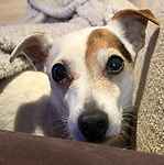 For rescue at Last Chance, Kent near Sussex, Surrey and London - ask for Poppy