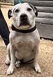 For rescue at Last Chance, Kent near Sussex, Surrey and London - ask for Jezz