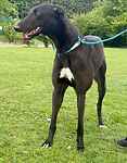 For rescue at Last Chance, Kent near Sussex, Surrey and London - ask for Etna