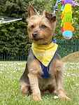 For rescue at Last Chance, Kent near Sussex, Surrey and London - ask for Cooper