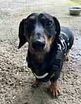 For rescue at Last Chance, Kent near Sussex, Surrey and London - ask for Rocket