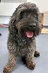 For rescue at Last Chance, Kent near Sussex, Surrey and London - ask for Ozzie