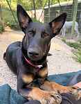 For rescue at Last Chance, Kent near Sussex, Surrey and London - ask for Lena