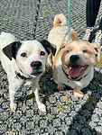 For rescue at Last Chance, Kent near Sussex, Surrey and London - ask for Lenny and Ruby