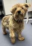 For rescue at Last Chance, Kent near Sussex, Surrey and London - ask for Tiggy