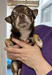 For rescue at Last Chance, Kent near Sussex, Surrey and London - ask for Charlie
