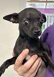 For rescue at Last Chance, Kent near Sussex, Surrey and London - ask for Jalapeno