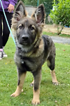 For rescue at Last Chance, Kent near Sussex, Surrey and London - ask for Luna