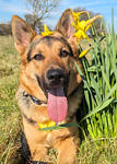 For rescue at Last Chance, Kent near Sussex, Surrey and London - ask for Roo