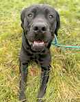For rescue at Last Chance, Kent near Sussex, Surrey and London - ask for Sprout