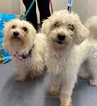 For rescue at Last Chance, Kent near Sussex, Surrey and London - ask for Willow & Sally