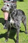 For rescue at Last Chance, Kent near Sussex, Surrey and London - ask for Daisy