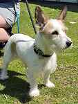 For rescue at Last Chance, Kent near Sussex, Surrey and London - ask for Miss Daisy