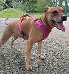 Betty, a 10 years old female Staffordshire Bull Terrier available for adoption from Last Chance Animal Rescue in Kent