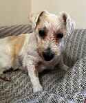 Buddy, a 13 years old male Unknown available for adoption from Last Chance Animal Rescue in Kent